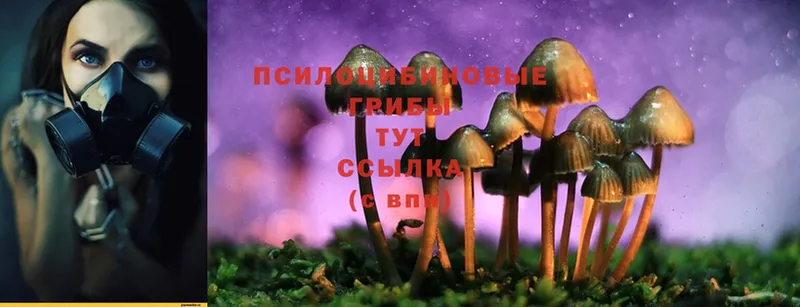 цена   Азов  Галлюциногенные грибы MAGIC MUSHROOMS 